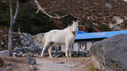 Obraz premium White colored horse walking through the small village Thame, Khumbu, Nepal in the Himalayas with Buddhist prayer flags, stone walls and a house in background.