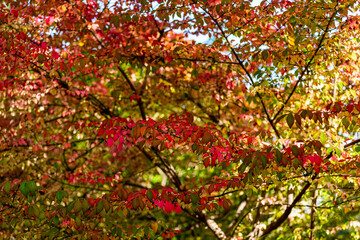 Beautiful autumn leaves and tree changing color on mountain autumn golden leaves sunlight and fallen red orange leaves on ground fruit orchard in autumn season