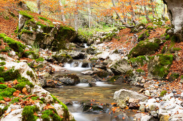 Photograph of the beech forest of Ciñera, Leon (Spain) known as Faedo, declared the best preserved forest in Spain in 2007. You can see the river that crosses the forest