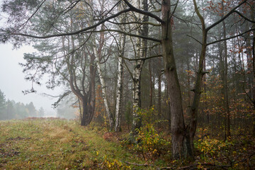 drzewa we mgle,łąka,mgła