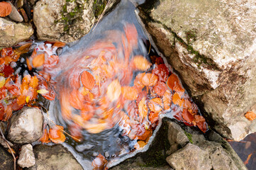 Long exposure photograph of waterhole with fallen beech leaves in autumn, spinning in the waterhole