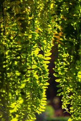 Beautiful autumn leaves and tree changing color on mountain autumn golden leaves sunlight and fallen red orange leaves on ground fruit orchard in autumn season