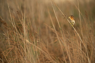 Squacco Heron perched on reed at Asker marsh, Bahrain