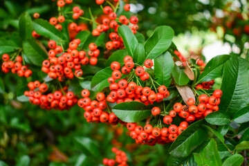Firethorn (Pyracantha coccinea) berries in the fall season. bright beautiful decorative red berries on bushes, red autumn bright viburnum berries, mountain ash, autumn landscape, selective focus