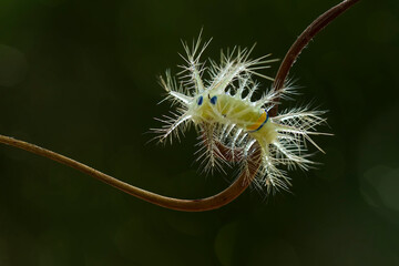 Close up of  Caterpillar on Wildlife