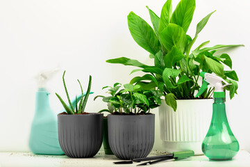 Houseplants in pots on a table on a light background, gardening Tools, transplanting plants.