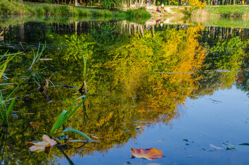 Landscape with autumn park in the sunny day. Yellow and green trees are displayed with reflection on the lake.