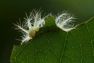 Close up of  Caterpillar on Wildlife