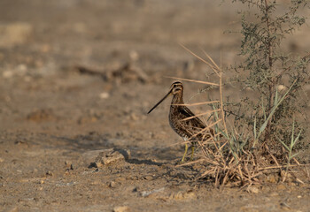 Common snipe at Akser Marsh in the morning hours at Bahrain.