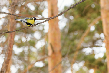 Yellow titmouse sitting on a tree branch in the forest, copy space. Great tit on a branch