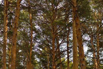 Fototapeta premium Pine trees in the forest. Many coniferous trees-pines on a bright day in the forest