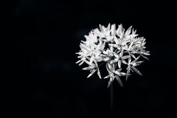 black and white flower