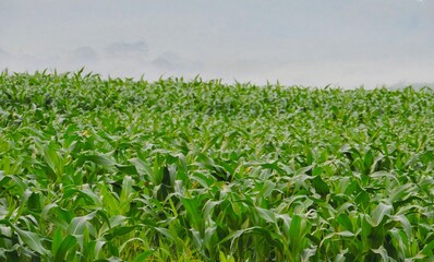 fertile cornfield