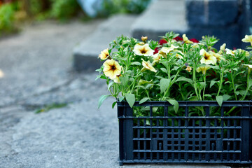 Petunia flowers in black plastic crates garden center. Boxes with seedlings of flowers petunia for planting outdoor. Garden work..