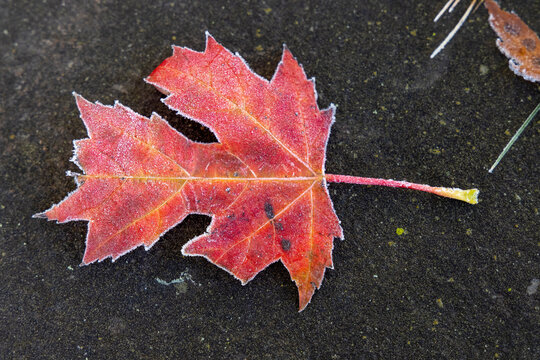 Silver Maple Leaf Outlines With Frost