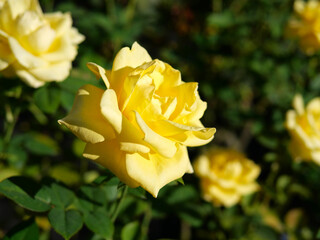 秋の旧古河庭園で咲く黄色のバラの花　ヘルムット・シュミット