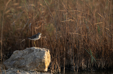 Wood Sandpiper on a rock at Asker marsh, Bahrain