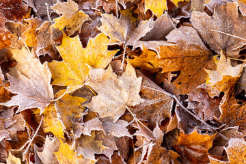 Carpet of fallen leaves covered in early morning frost