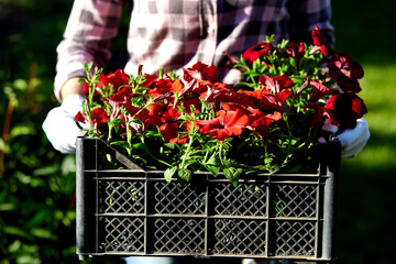 Florist hold box full of petunia flowers. Gardener is carrying flowers in crate at shop. Woman shopping for flowers in garden center carrying basket. Gardener is ready for planting at springtime. .