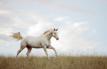 Naklejka na ściany i meble beautiful white Appaloosa horse running through meadow with blue sky with clouds on background