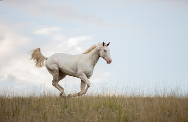 Fototapeta na wymiar beautiful white Appaloosa horse running through meadow with blue sky with clouds on background