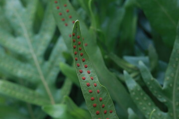 Close up of  fern (Phymatosorus scolopendria) Commonly call musk fern, maile-scented fern, breadfruit fern.