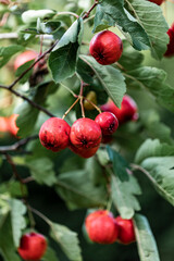 Seasonal fruits on trees at late fall.