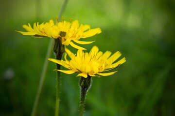 Close up wild flowers, A Leontodon hispidus, is a perennial herb occurring in hay meadows, pastures and other grasslands, on roadside verges, railway banks. Italian wildlife.  Italy