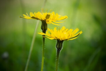 Close up wild flowers, A Leontodon hispidus, is a perennial herb occurring in hay meadows, pastures and other grasslands, on roadside verges, railway banks. Italian wildlife.  Italy