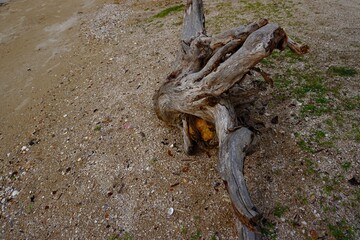 Close-up of woodcut photography against the backdrop along the beach.