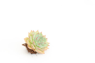 Naklejka na ściany i meble Sweet pink green echeveria succulent Plant with root and soil on white background
