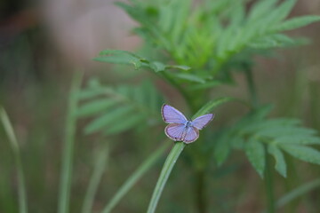Purple butterfly on grass with blurred background.