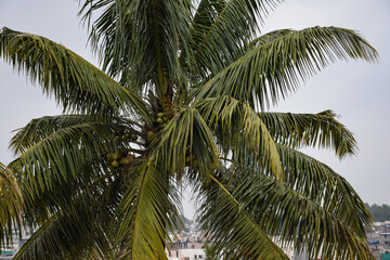 Fototapeta na wymiar Picture of beautiful tropical coconut palm tree in Maharashtra state of India