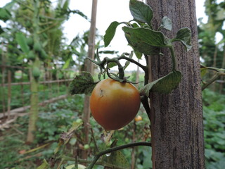 tomatoes on the tree