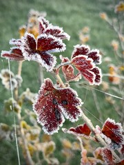 red and yellow flowers
