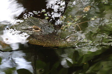 Alligator 