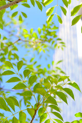 若葉とビルディング