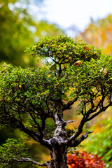 Beautiful autumn leaves and tree changing color on mountain autumn golden leaves sunlight and fallen red orange leaves on ground fruit orchard in autumn season