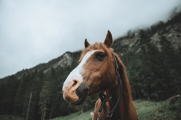 Fototapeta premium Pferd