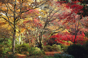 Fototapeta na wymiar Gold, Red and pink colours of the Japanese maple during the autumn.