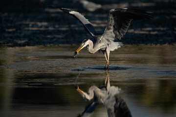 Grey Heron with a fish and reflection on water at Tubli bay, Bahrain