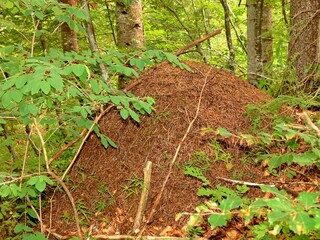 anthill in the forest in the Alpes in France