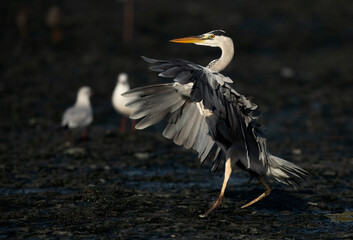 Grey Heron landing at Tubli bay, Bahrain