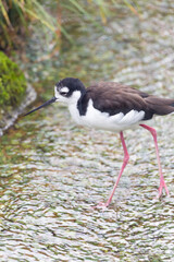 クロエリセイタカシギ