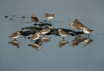 A flock of Little Stint druing low tide at Tubli bay, Bahrain