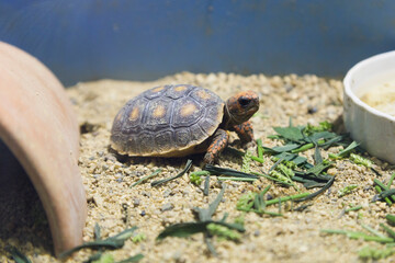 リクガメの赤ちゃん