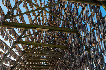 Standing inside giant wooden racks with tons of cod fish hanging in open sea air to dry and become...