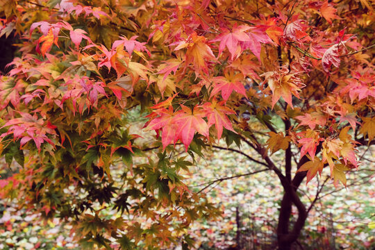 Red and pink colours of the Japanese maple during the autumn.