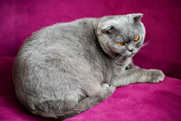 Fototapeta na wymiar A lazy fat scottish fold cat is lying asleep at home background. Obese, overweight unhealthy cat.