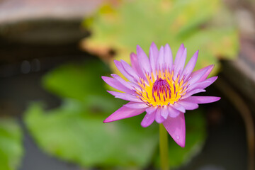 A beautiful purple lotus flower (water lily) blooming in the pond.
